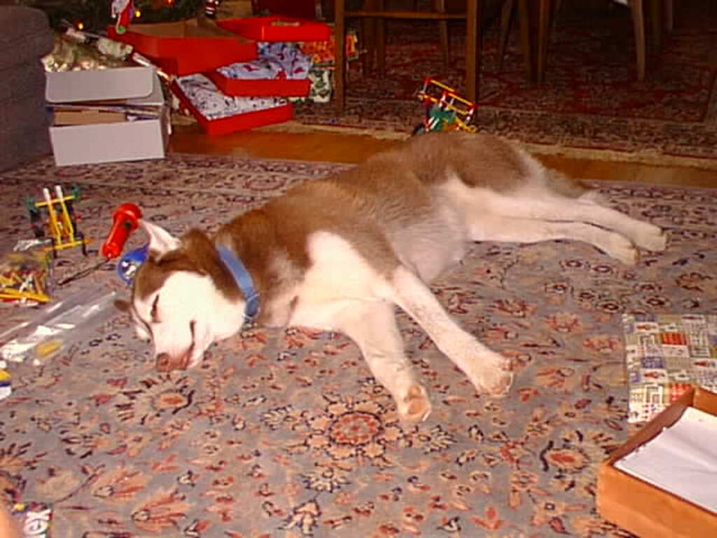 No description provided for: /1997/1225-1-christmas-morning/photo04.html