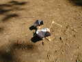 Image file: mars-lander-07.jpg