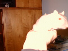Image file: critters-07.jpg