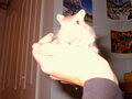 Image file: critters-02.jpg