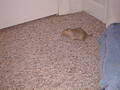 Image file: critters-06.jpg