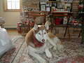 Image file: _1/xmas2000-01.jpg