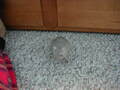 Image file: _1/xmas2000-04.jpg