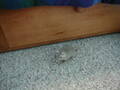 Image file: _1/xmas2000-05.jpg