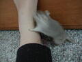 Image file: _1/xmas2000-06.jpg