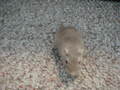 Image file: _1/xmas2000-07.jpg