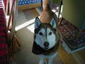 Image file: _1/xmas2000-09.jpg