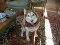 Image file: _1/xmas2000-10.jpg