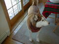 Image file: _1/xmas2000-18.jpg