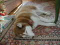 Image file: _2/xmas2000-21.jpg