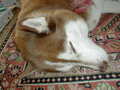 Image file: _2/xmas2000-22.jpg