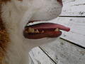 Image file: _2/photo17.jpg