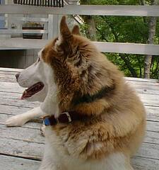 Image file: deck-alert-dog.jpg