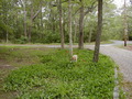 Image file: _1/cape-04.jpg