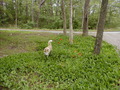 Image file: _1/cape-05.jpg