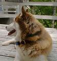 Image file: _1/deck-alert-dog.jpg