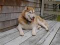 Image file: _2/deck-happy-dog.jpg
