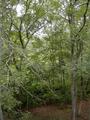 Image file: _2/wetland-view.jpg