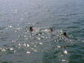 Image file: _1/photo16.jpg