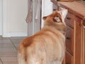 Image file: snowball-02.jpg
