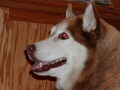 Image file: snowball-04.jpg