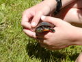Image file: _3/photo47.jpg
