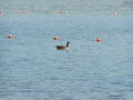 Image file: _3/photo63.jpg