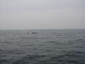 Image file: _3/photo063.jpg