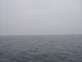 Image file: _3/photo068.jpg