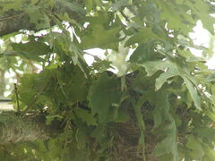 Image file: photo01.jpg
