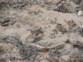 Image file: _2/photo30.jpg
