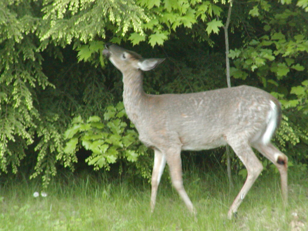 No description provided for: /2003/04-06/0528-deer/photo02.html