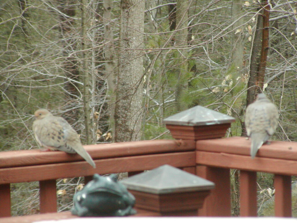 No description provided for: /2004/04-06/0411-deck+critters/photo07.html