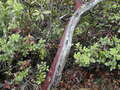 Image file: _1/photo11.jpg