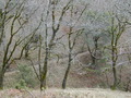 Image file: _3/photo59.jpg