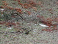 Image file: _3/photo63.jpg