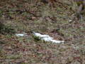 Image file: _3/photo64.jpg