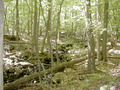 Image file: _1/photo16.jpg