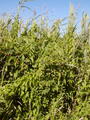 Image file: _1/photo16.jpg