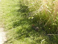 Image file: _1/photo19.jpg