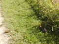 Image file: _1/photo20.jpg