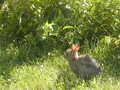 Image file: _1/photo22.jpg