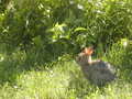 Image file: _2/photo23.jpg