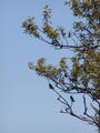 Image file: _2/photo31.jpg