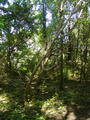 Image file: _2/photo43.jpg