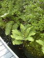 Image file: _3/photo54.jpg