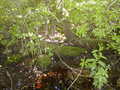 Image file: _3/photo55.jpg