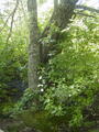 Image file: _3/photo56.jpg