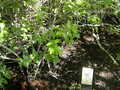 Image file: _3/photo57.jpg