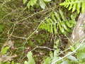 Image file: _3/photo62.jpg